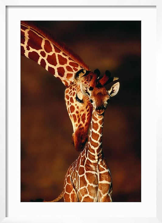 Framed Wall Art Prints Giraffe and Baby by Lantern Press, Animals Decor, 16" x 24", White Frame with White Mat